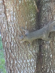 Sciurus carolinensis