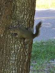 Sciurus carolinensis