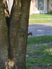 Sciurus carolinensis