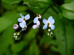 Myosotis nemorosa