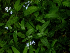 Myosotis nemorosa