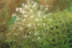 Ectopleura crocea