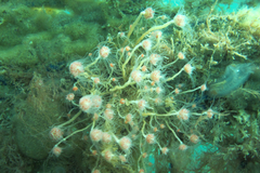 Ectopleura crocea
