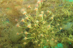 Ectopleura crocea