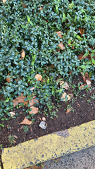 Vinca minor