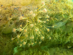Ectopleura crocea