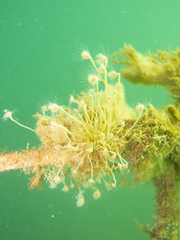 Ectopleura crocea