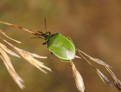 Chlorochroa granulosa