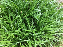 Hemerocallis fulva