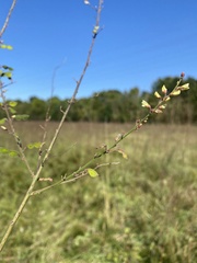 Desmodium sessilifolium