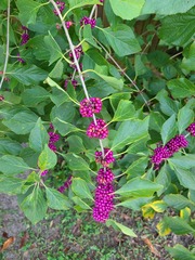 Callicarpa americana