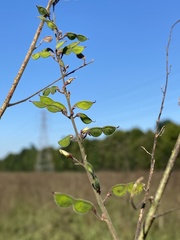 Desmodium sessilifolium