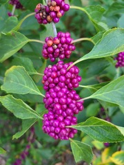 Callicarpa americana