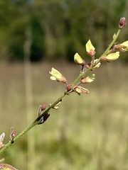 Desmodium sessilifolium