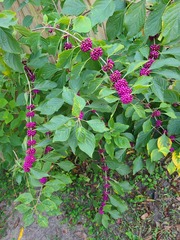 Callicarpa americana