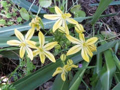 Triteleia ixioides scabra