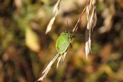 Chlorochroa granulosa