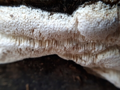 Fungi