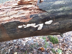 Fungi