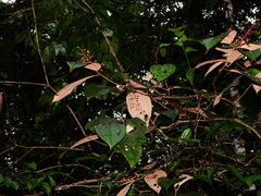 Miconia pubipetala