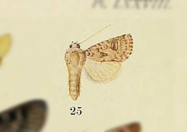 Cardepia arenaria
