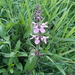 Stachys tenuifolia - Photo (c) michaelrayner, algunos derechos reservados (CC BY-NC), uploaded by Michael Rayner