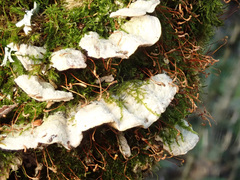 Steccherinum bourdotii