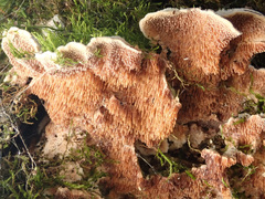 Steccherinum bourdotii