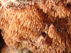 Steccherinum bourdotii