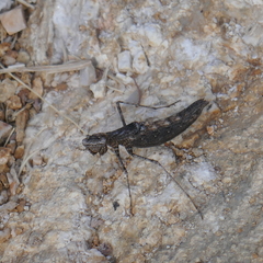 Litaneutria ocularis