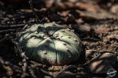 Astrophytum asterias