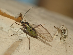 Calaphidina