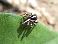 Leptofreya ambigua