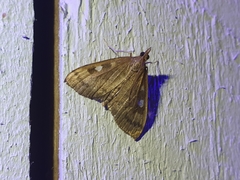 Mnesictena marmarina