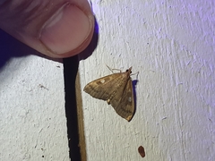 Mnesictena marmarina