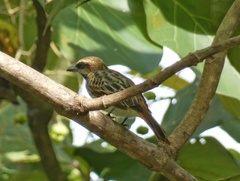 Myiodynastes maculatus