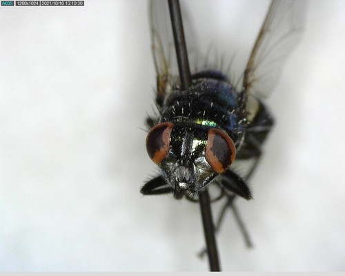 iNaturalist observation photo of Blow Flies
