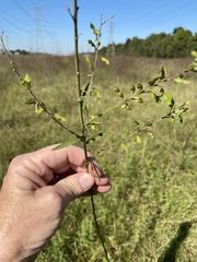 Desmodium sessilifolium