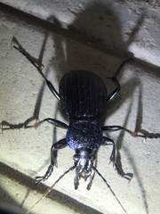 Carabus exaratus