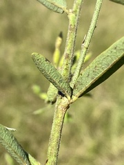 Desmodium sessilifolium