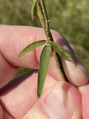 Desmodium sessilifolium
