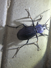 Carabus exaratus