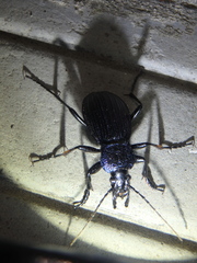 Carabus exaratus