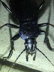 Carabus exaratus