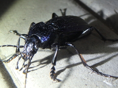 Carabus exaratus