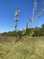 Desmodium sessilifolium