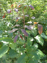 Metopium brownei
