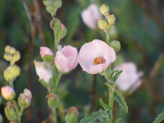 Sphaeralcea chenopodifolia