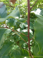 Metopium brownei