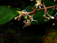 Miconia pubipetala